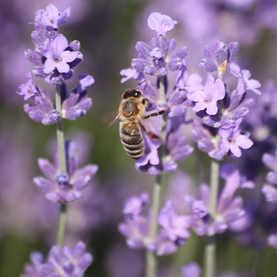 Lavandula