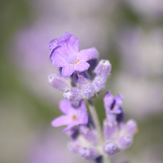Lavandula
