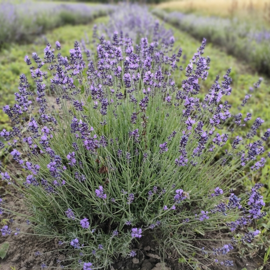 Lavandula