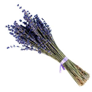 Lavandula
