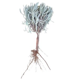 Lavandula